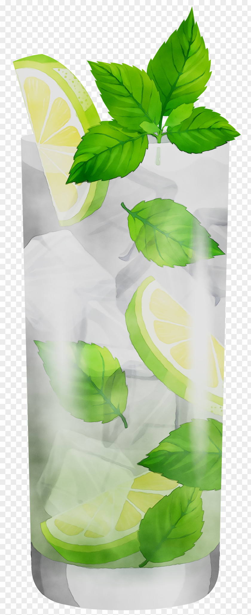 Leaf PNG