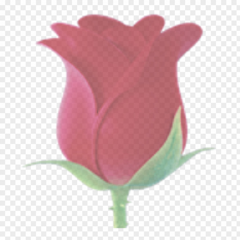 Magenta Flowering Plant Pink Tulip Petal Flower PNG