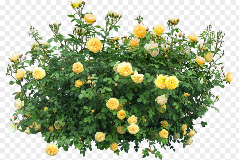 Parterre Shrub Rose Plant Clip Art PNG