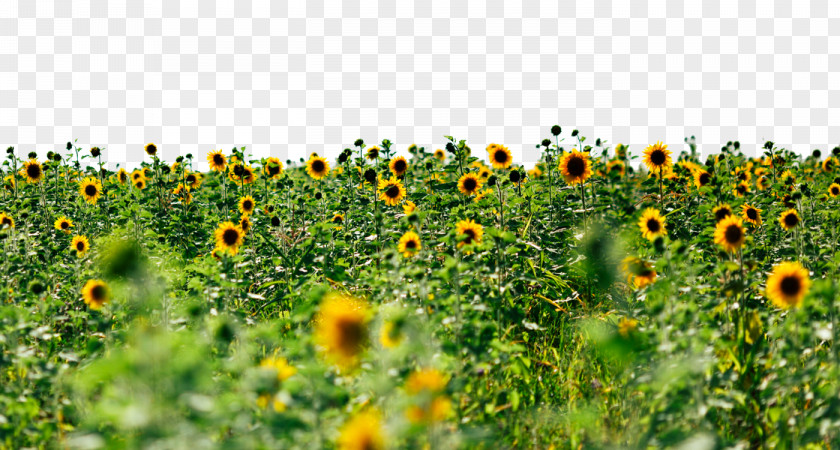 Sunflowers Picture Wallpaper PNG