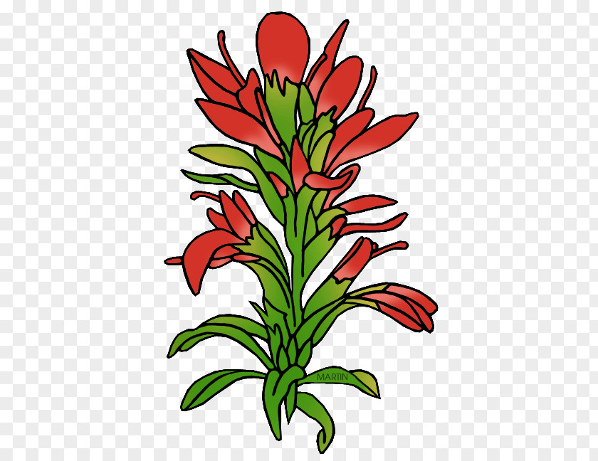 Wyoming Paintbrush Castilleja Linariifolia Clip Art PNG