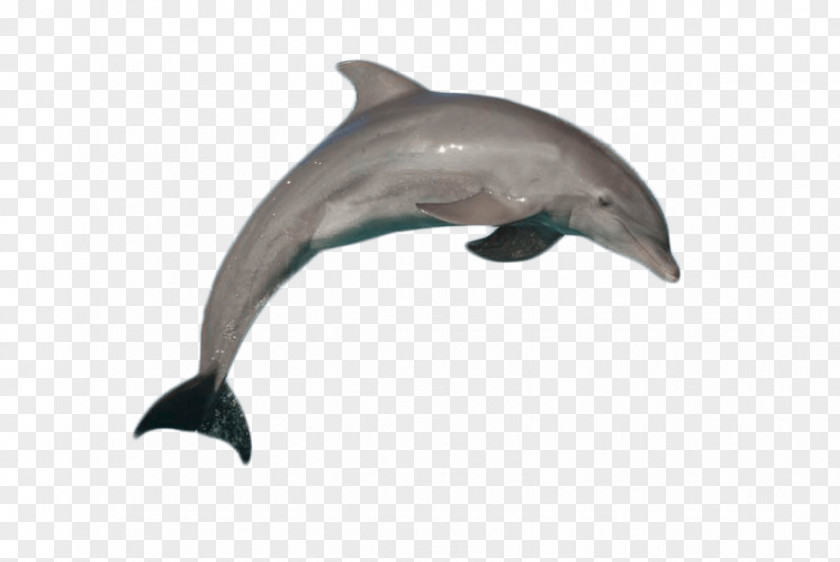 Dolphin Common Bottlenose Short-beaked Porpoise Image PNG
