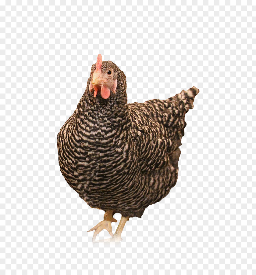 Livestock Poultry Turkey Cartoon PNG