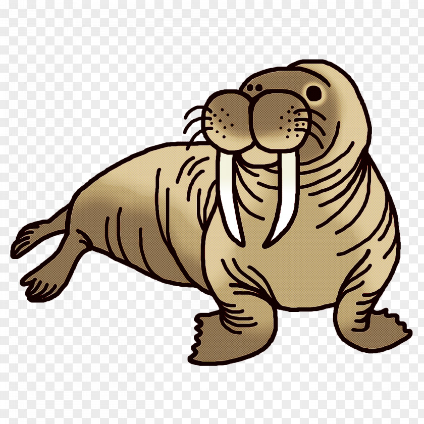 Seals Whiskers Dog Cat Bears PNG