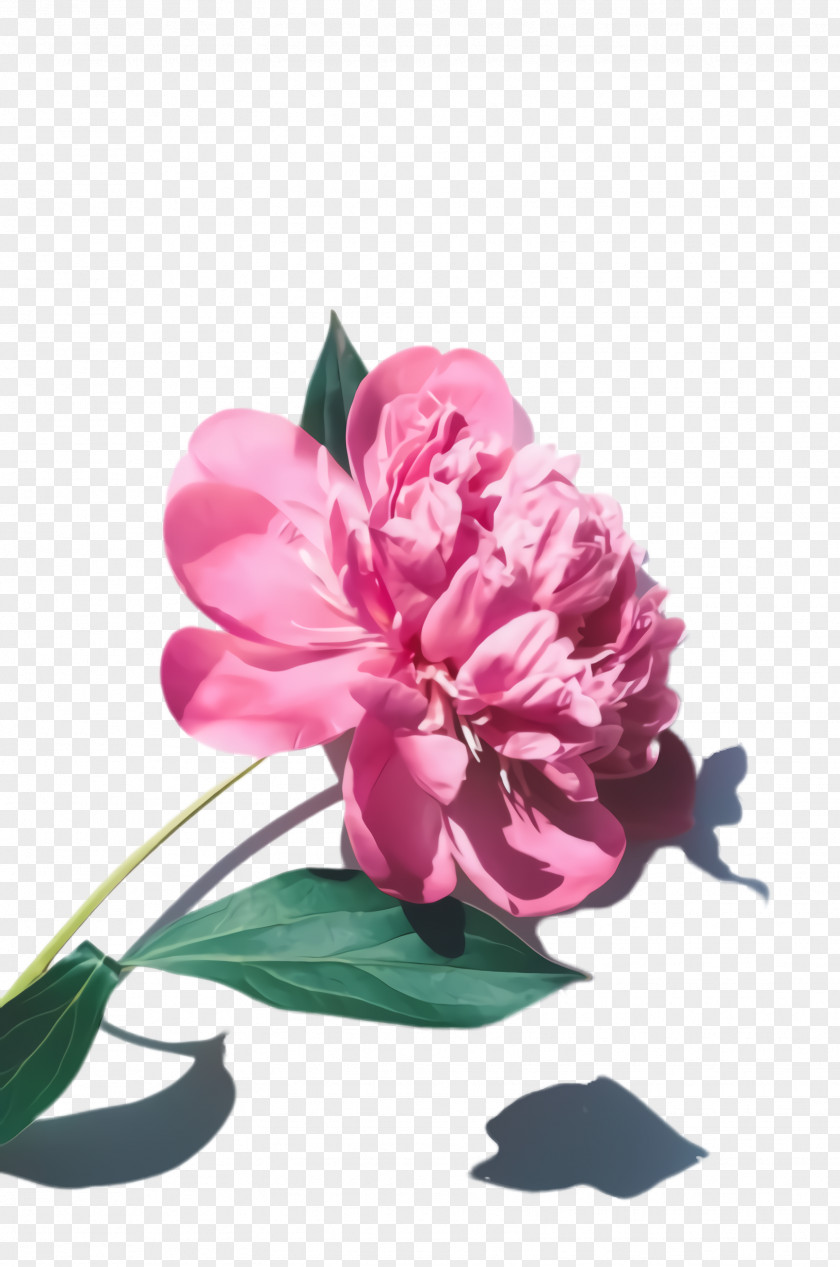 Chinese Peony Cut Flowers Flower Flowering Plant Petal Pink PNG