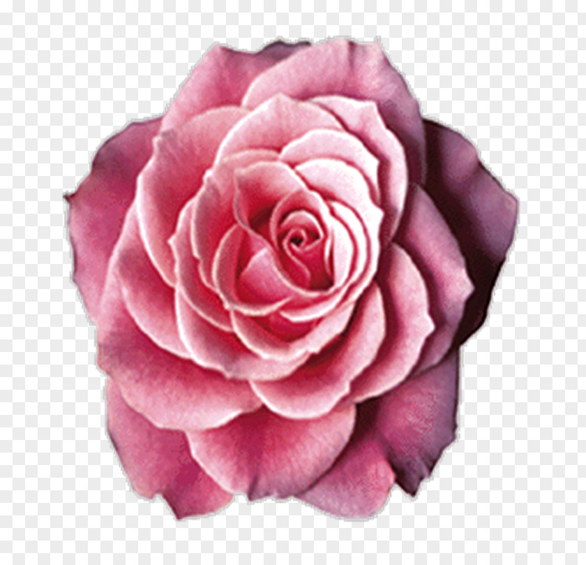 Flowera Garden Roses Cabbage Rose Floribunda PNG