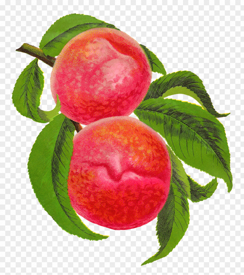 Peach Food Fruit Clip Art PNG