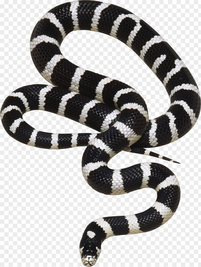 Snake Image Picture Download Free Kingsnakes Computer File PNG