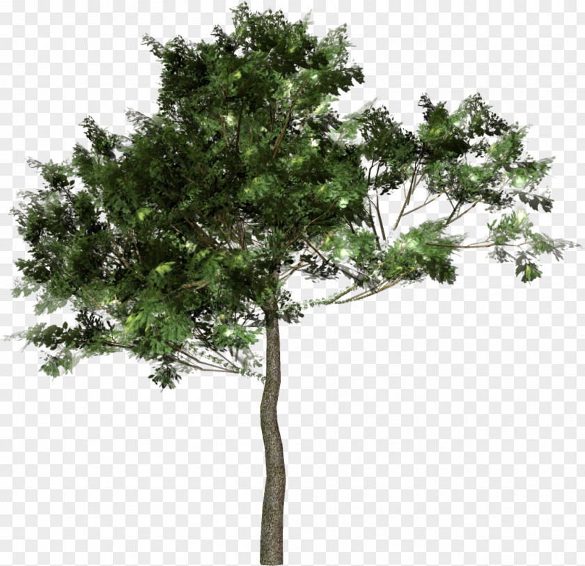 Tree Forest Woody Plant Clip Art PNG