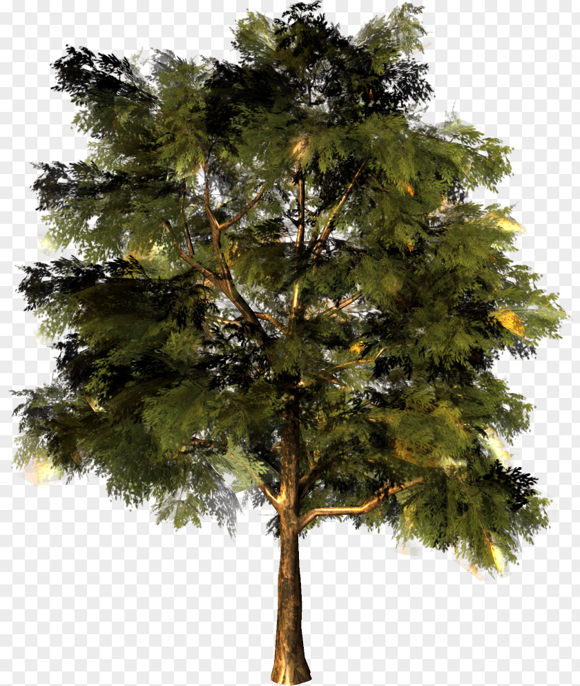 Tree Larch Pine Fir Oak PNG
