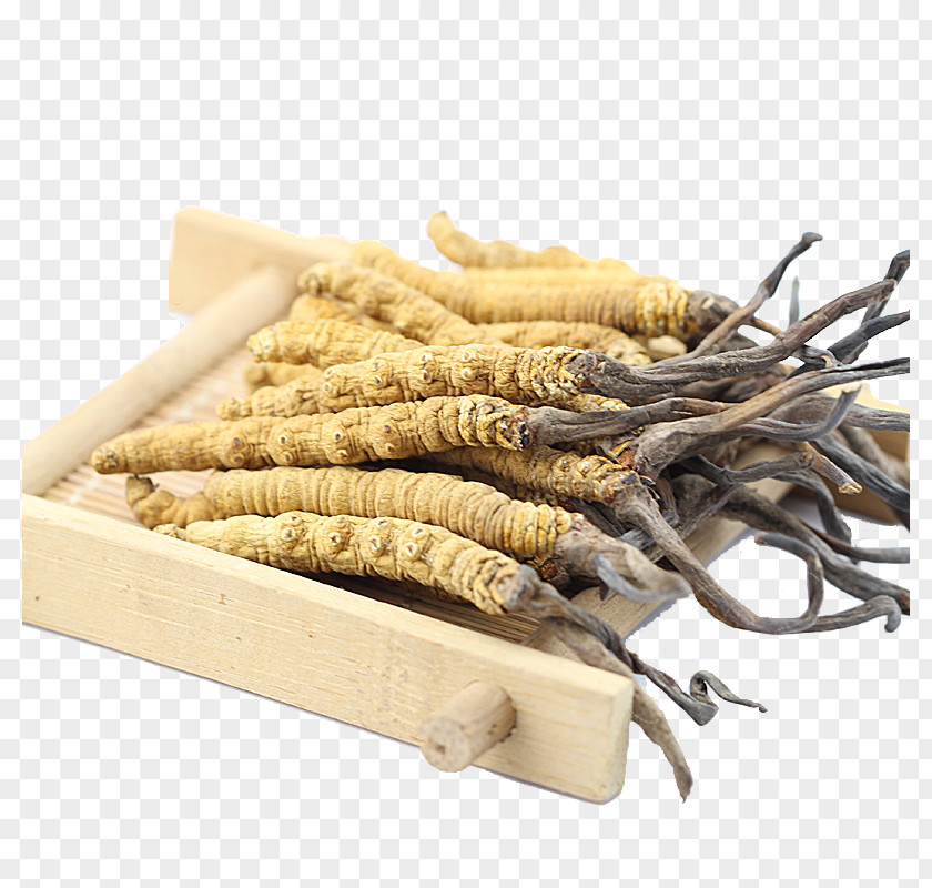 Wild Cordyceps Chinese Medicine Herbs Nagqu Caterpillar Fungus Traditional PNG