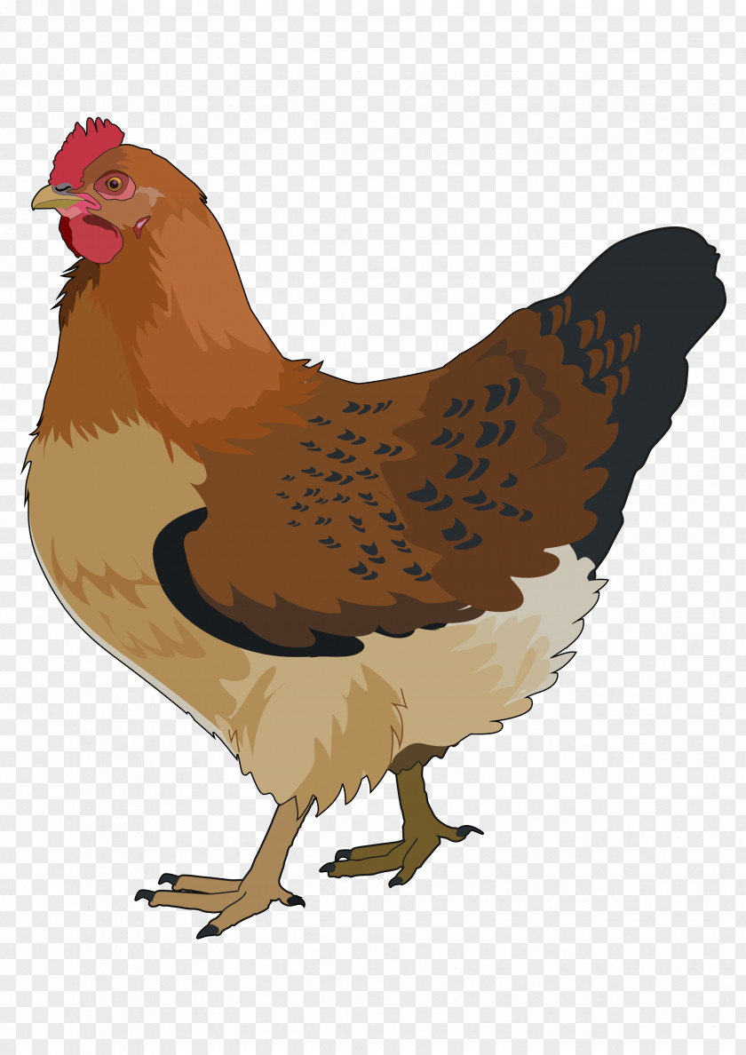 Chicken Rooster Bird Silhouette PNG