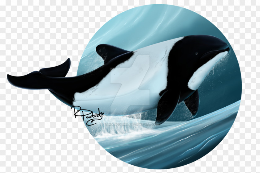 Dolphin Commerson's Art Killer Whale Cetacea PNG