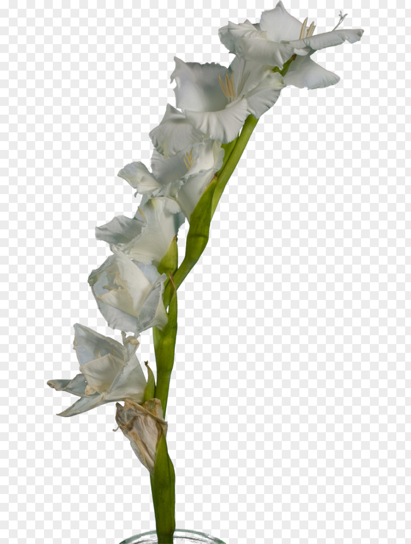 Gladiolus White Cut Flowers Plant Stem PNG