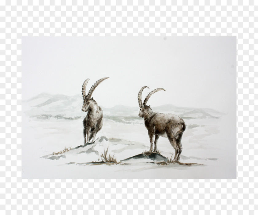 Goat Cattle Horn Wildlife Mammal PNG