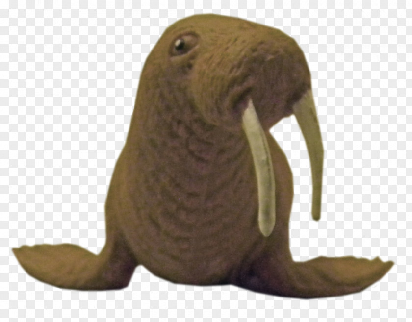 Walrus Display Resolution Download PNG