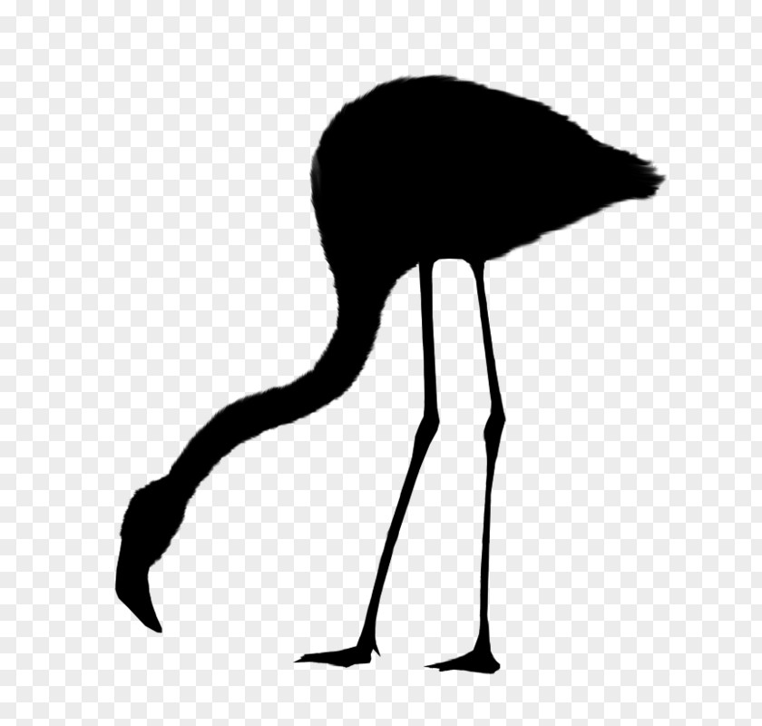 Common Ostrich Bird Crane Beak Neck PNG