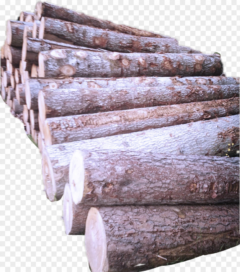 Furniture Rock Wood Brown Tree Hardwood Beige PNG