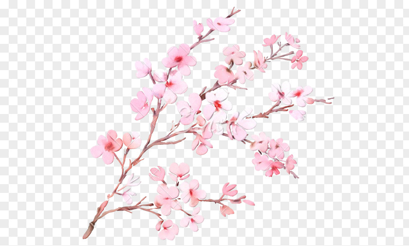 Magnolia Family Plant Stem Cherry Blossom Tree Drawing PNG