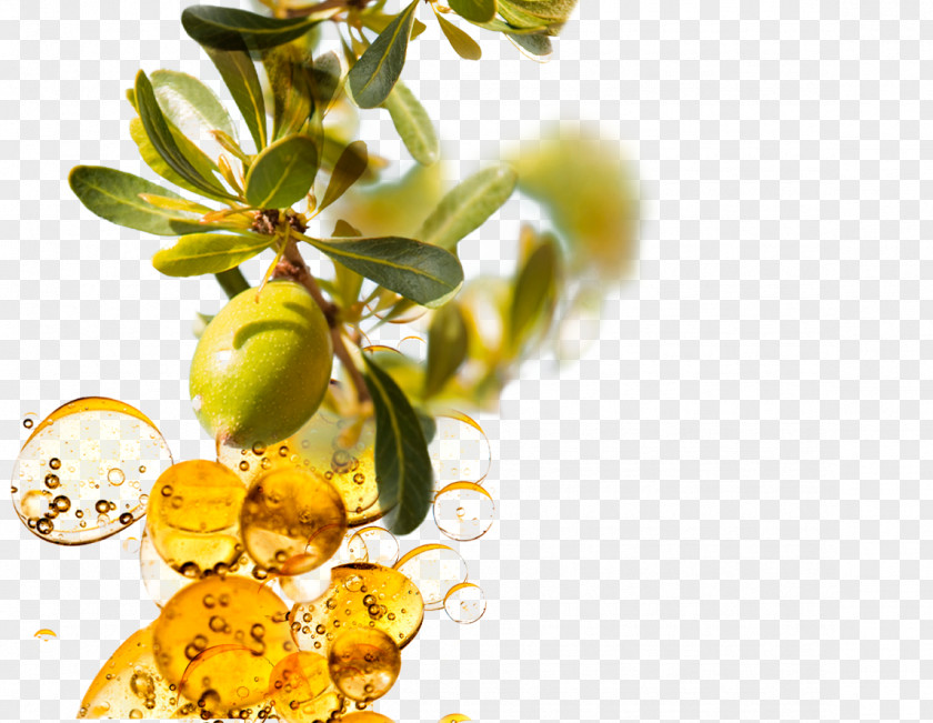 Olives Argan Oil Hair Care PNG