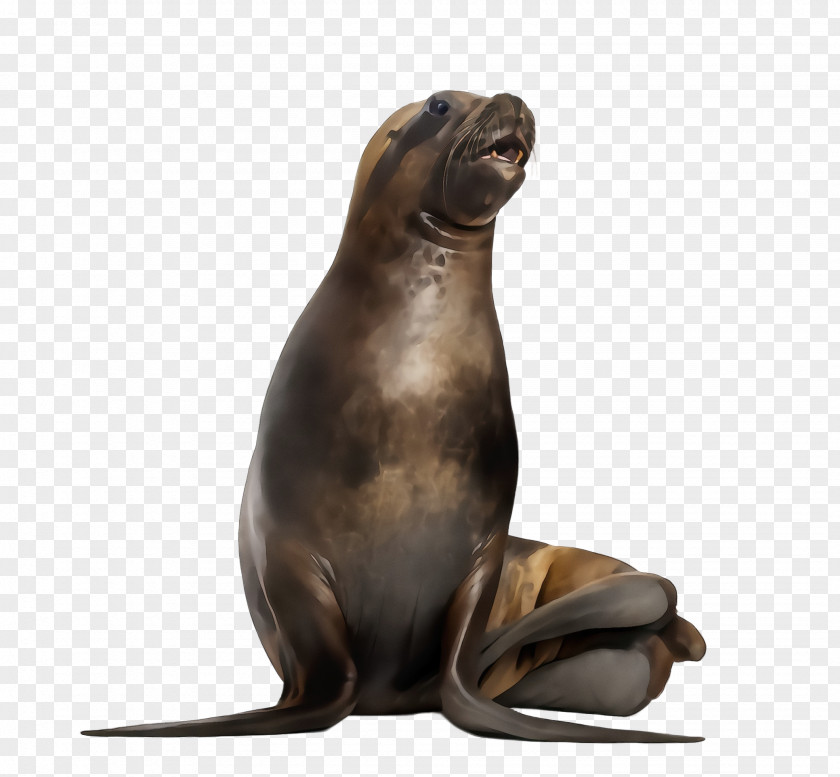 Earless Seal Marine Mammal California Sea Lion Fur Steller Bronze Sculpture PNG