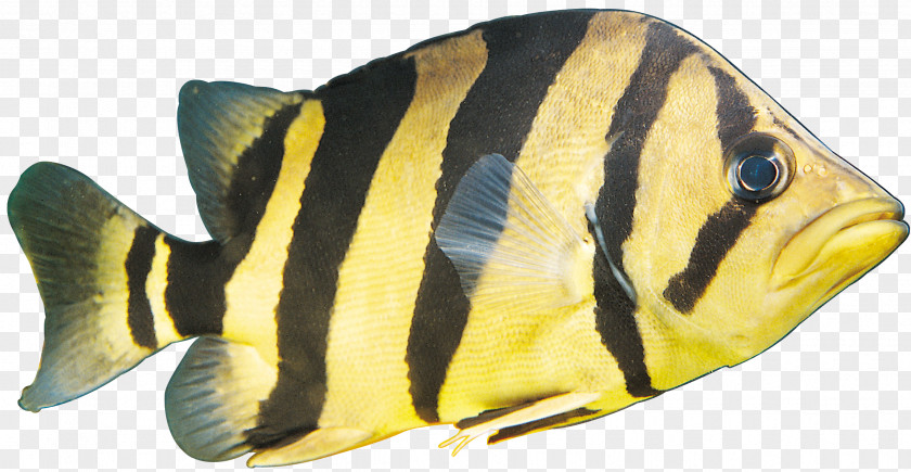 Fish Image Wallpaper Tropical PNG