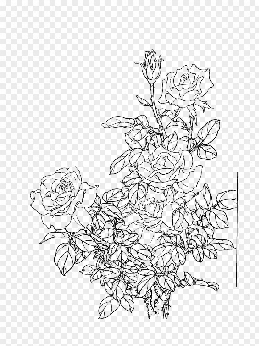 Flowers Line Drawing Artwork Flower Painting PNG