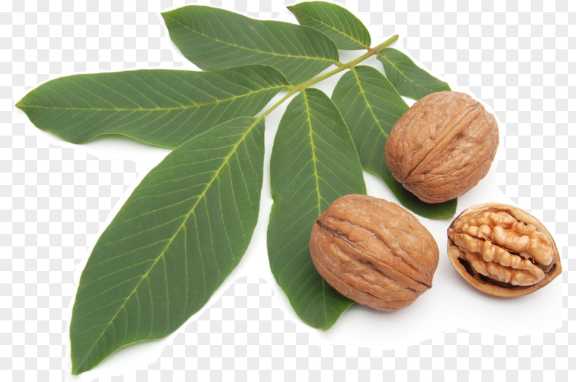 Fruit Picture Material Walnut Illustration Stock Photography Shutterstock PNG