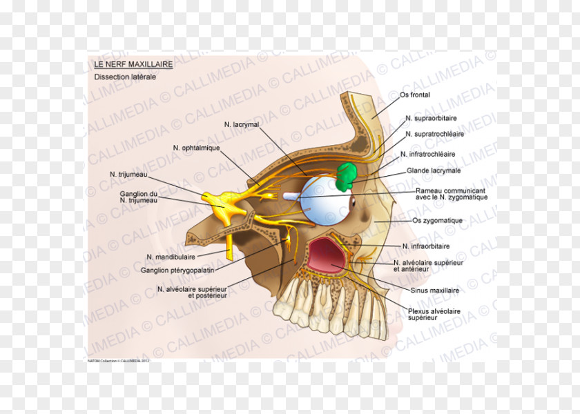 Maxillary Nerve Ophthalmic Trigeminal PNG
