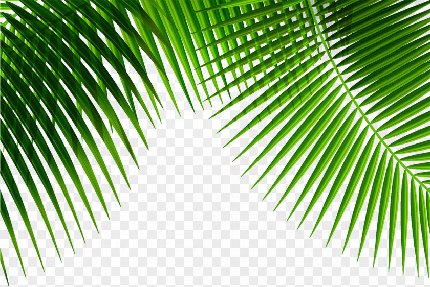 Palm Leaf Plant PNG