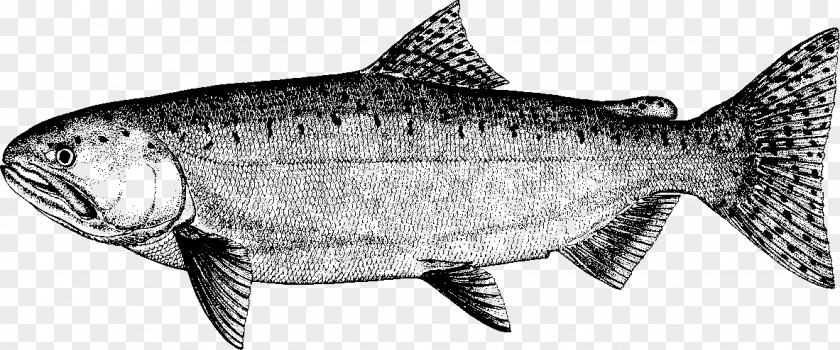 Salmon Sardine Fish Products Cod Milkfish PNG