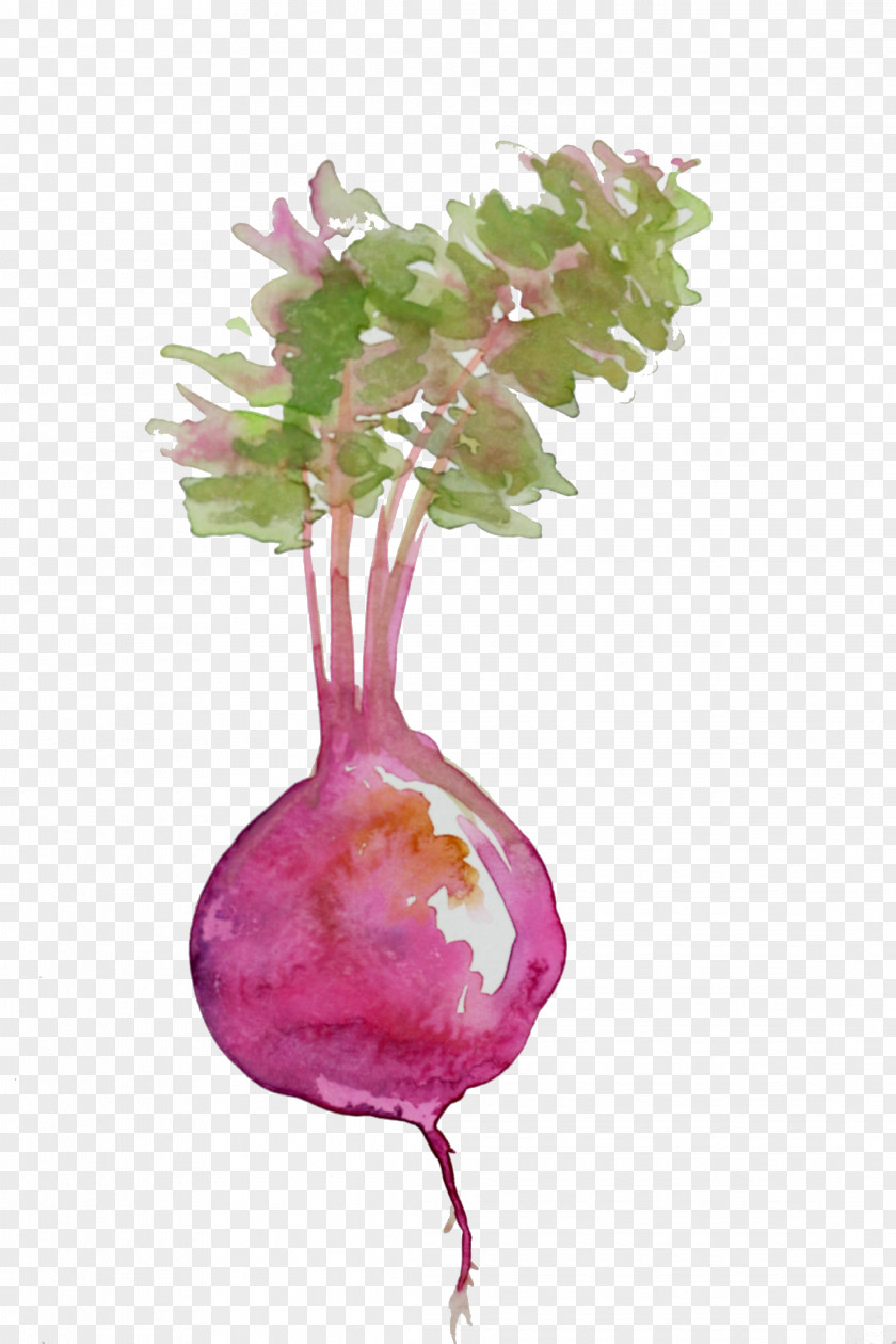 Beet Beetroot Edamame Salad Food Watercolor Painting PNG
