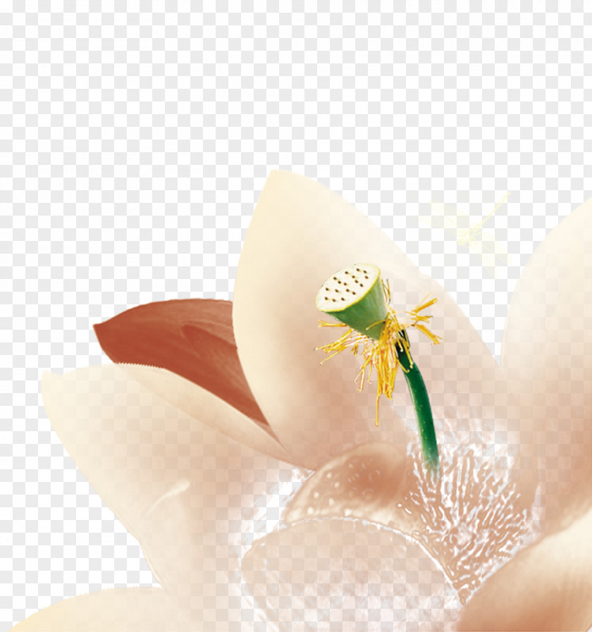 Lotus U8a2du8a08u8377u862d Nelumbo Nucifera PNG