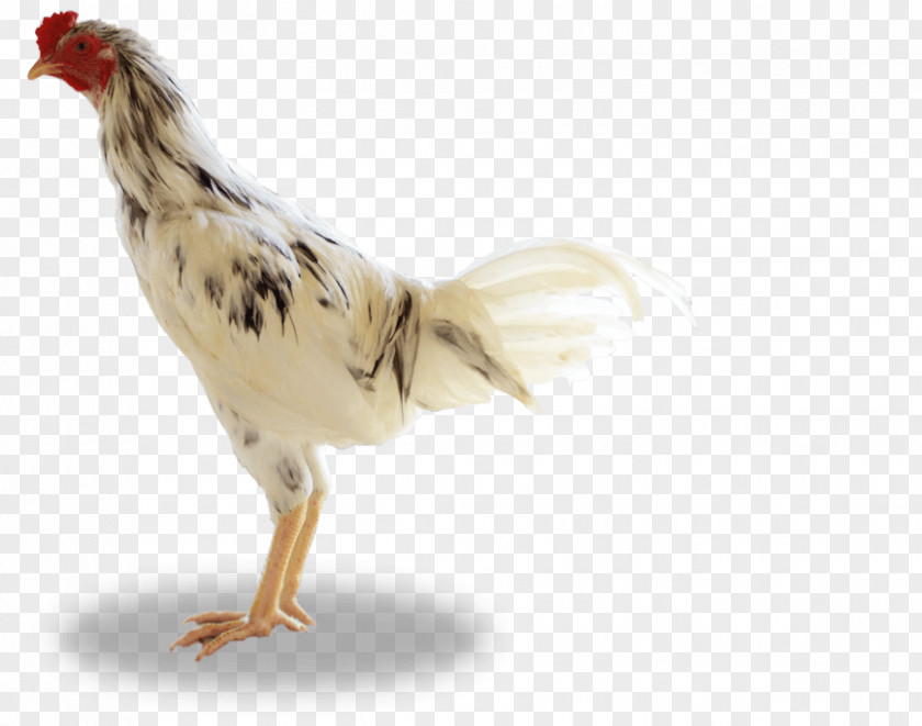 Rooster Ayam Kampong Broiler Livestock Sumber Unggas PNG