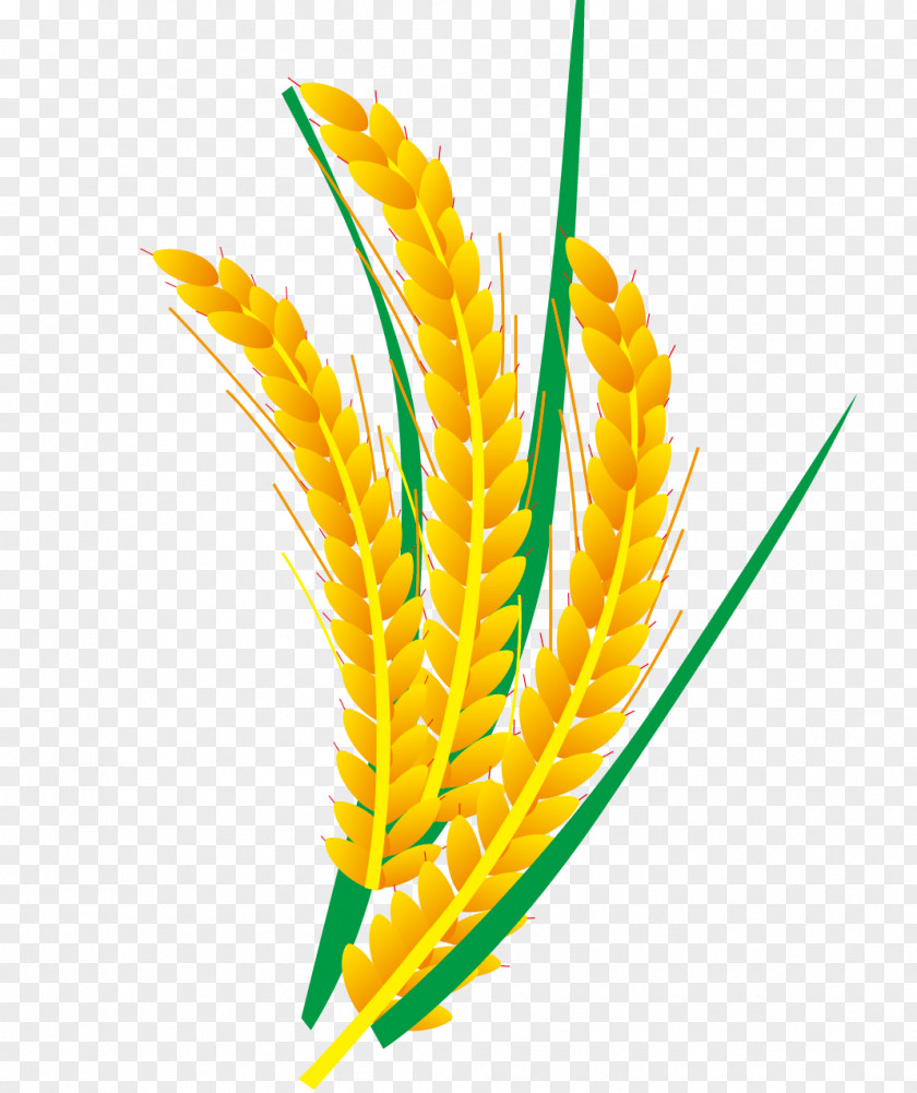Vector Rice And Wheat Euclidean Computer File PNG