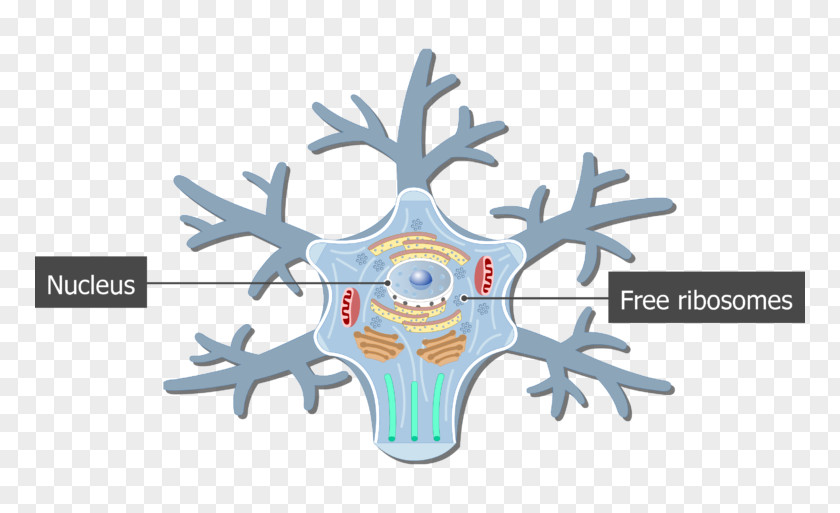 Body Cell Soma Motor Neuron Nervous System PNG