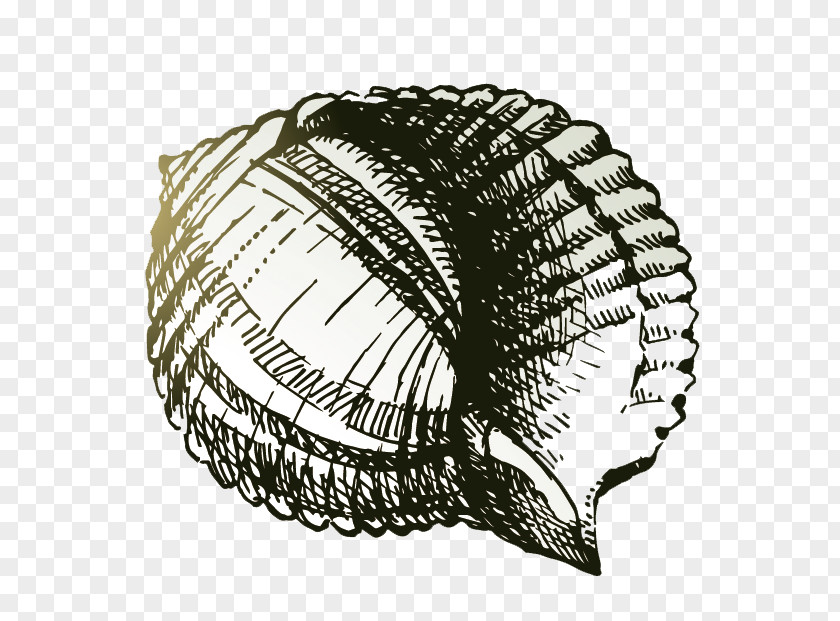 Conch Drawing Sea Snail Painting PNG