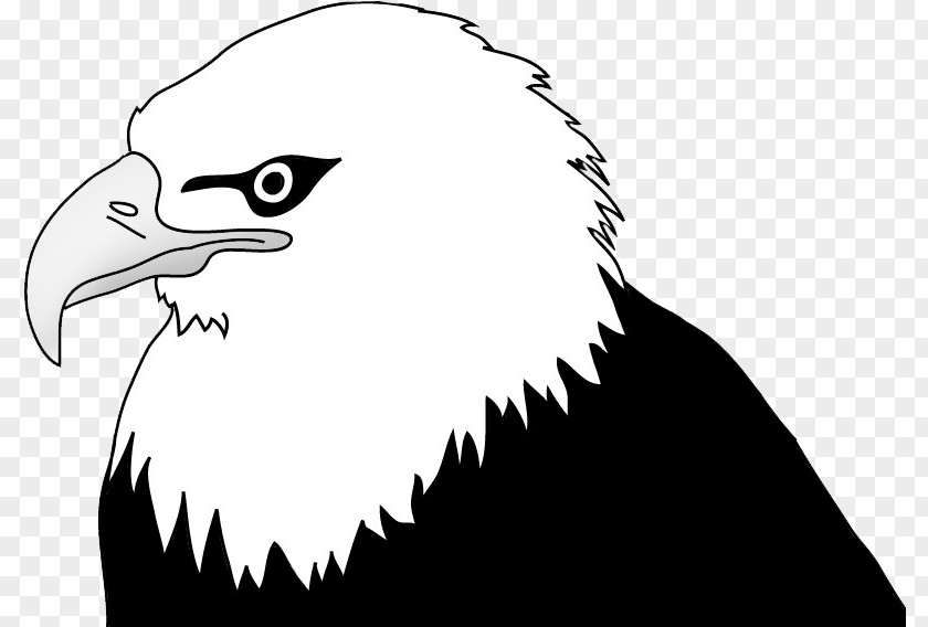 Eagle Bald Drawing Clip Art PNG