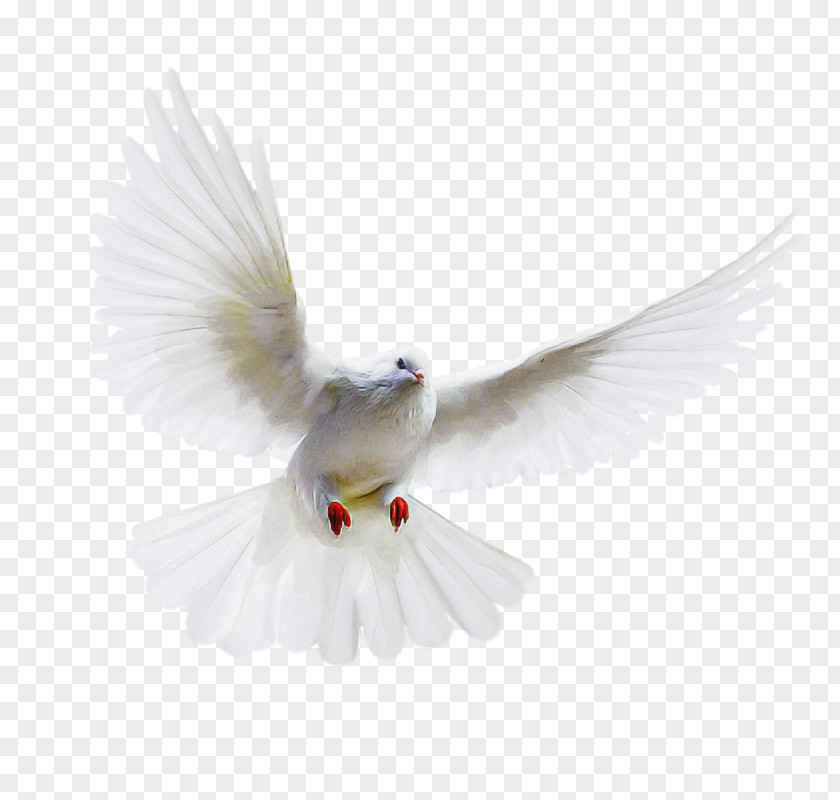 Feather PNG