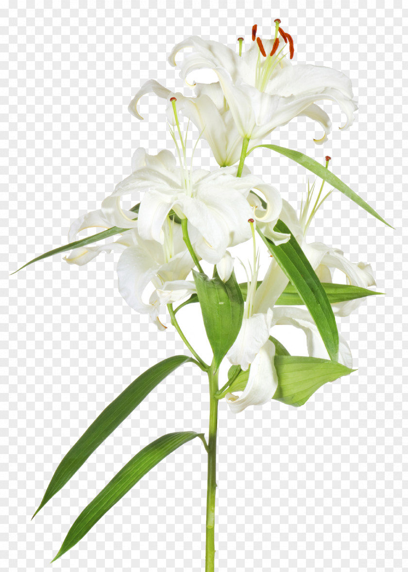 Holy Week Easter Lily Floral Design Cut Flowers PNG