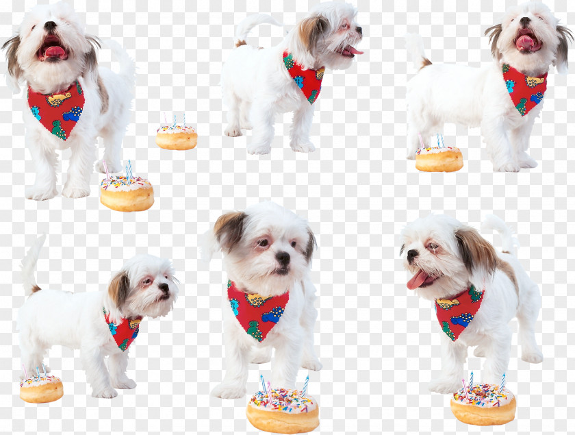 Lady Dog Breed Shih Tzu Torte Puppy Clip Art PNG