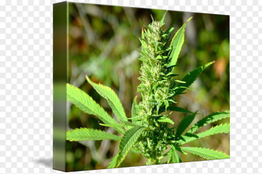 Pot Plant Medical Cannabis Hemp Bud PNG
