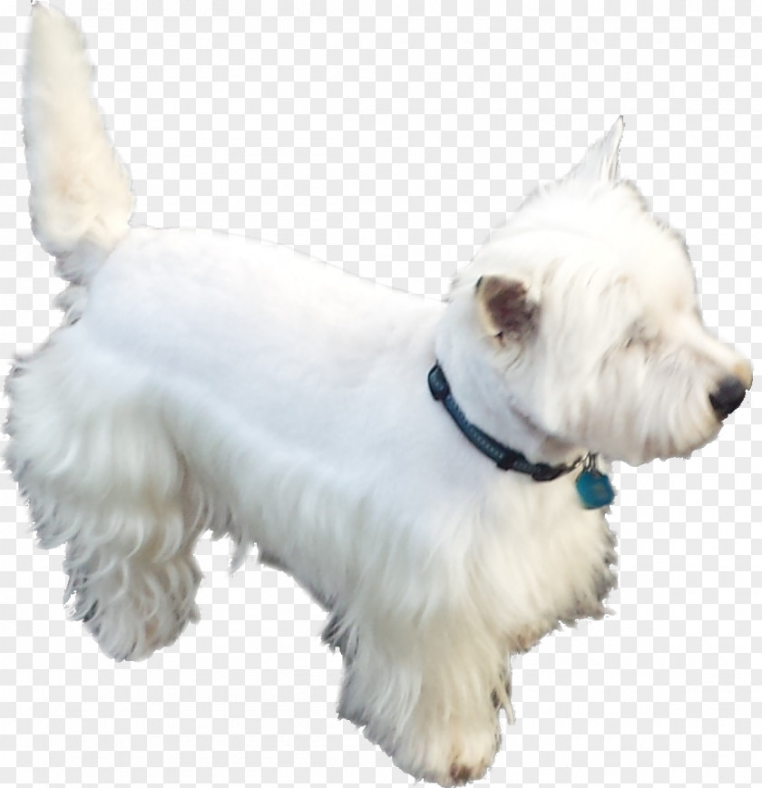 Puppy West Highland White Terrier Scottish Miniature Schnauzer Standard Companion Dog PNG