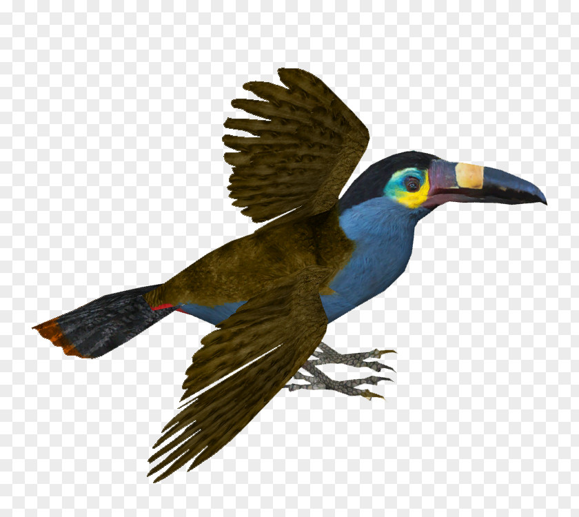 Toucan Bird Piciformes Beak Feather PNG