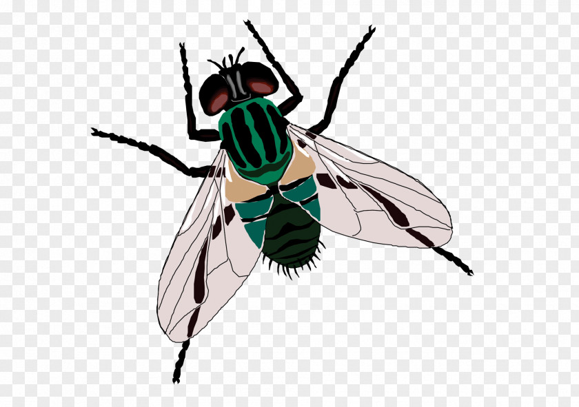 Green Flies Fly Sticker Toilet Clip Art PNG