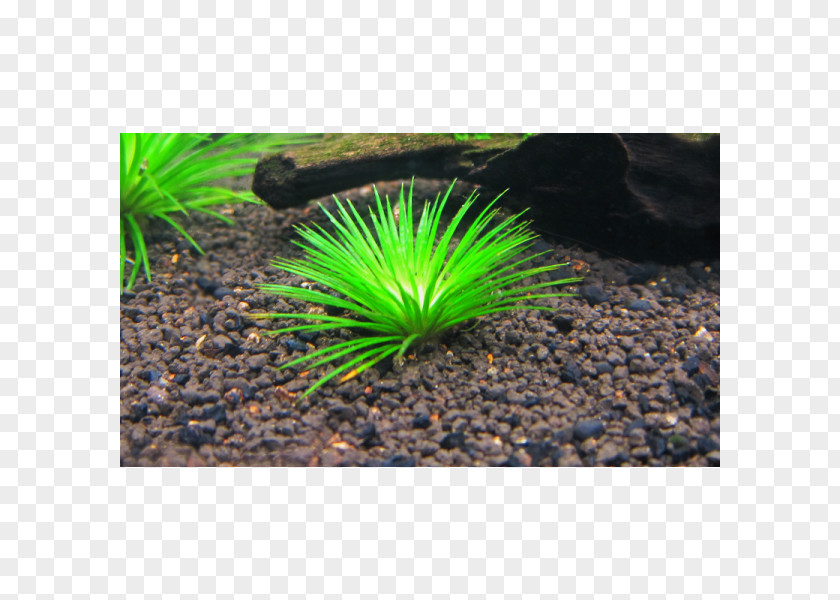 Mangá Aquatic Plants Aquariums Fresh Water Animal PNG