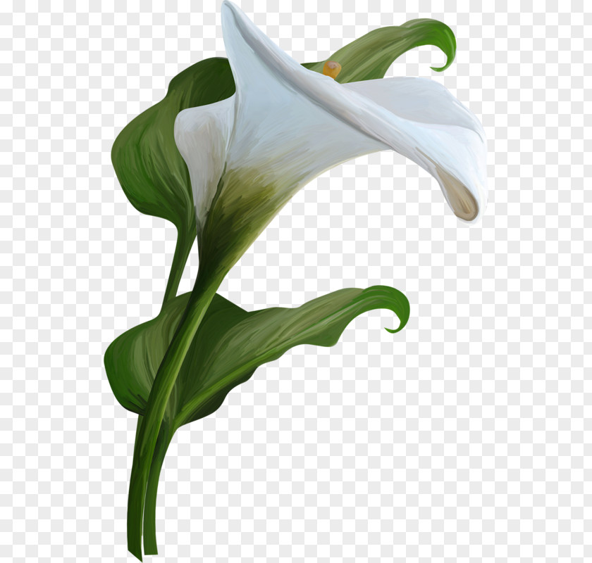 Watercolor Flowers Background Arum-lily Calla Flower Clip Art PNG