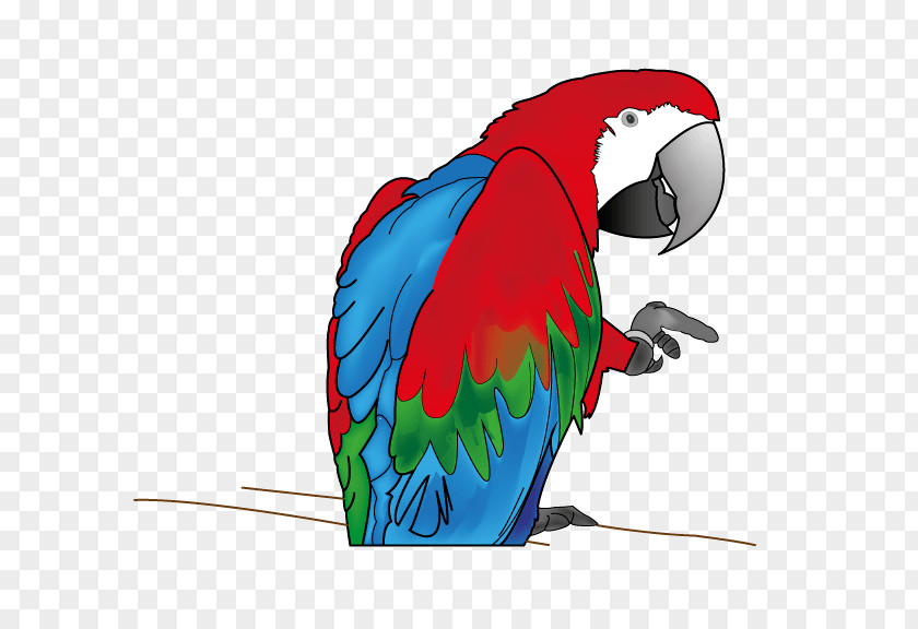 Feather Macaw Parakeet Beak Clip Art PNG