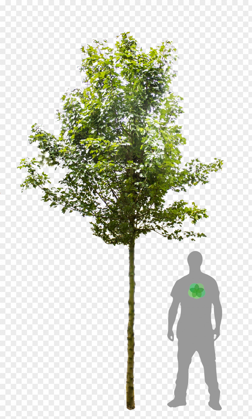Flowers And Plants Tree Acer Campestre 'Elsrijk' 'Carnival' Woody Plant Sycamore Maple PNG