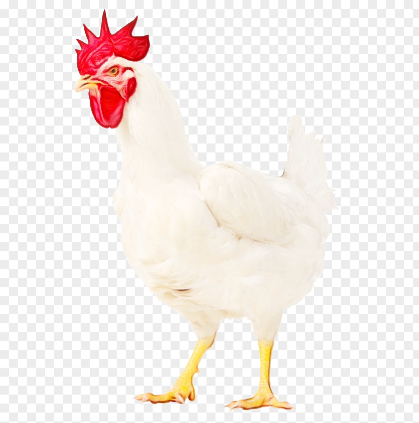 Fowl Livestock Chicken Bird Rooster White Comb PNG